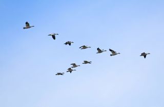 Geese flying in a V. The cyclical cooling of the equatorial Pacific Ocean appears linked to flu pandemics, say researchers who speculate the climate fluctuations are affect migratory birds, natural hosts for flu viruses. 