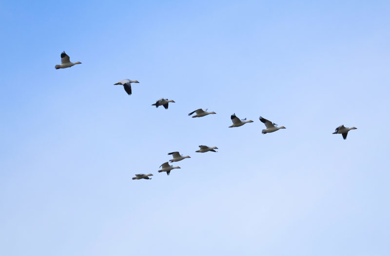 Geese flying in a V. The cyclical cooling of the equatorial Pacific Ocean appears linked to flu pandemics, say researchers who speculate the climate fluctuations are affect migratory birds, natural hosts for flu viruses.
