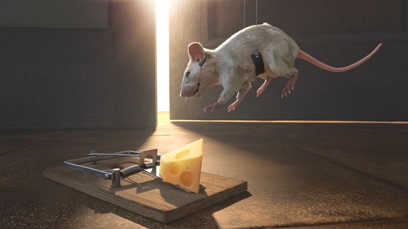 A conceptual image illustrating strategy and risk with a white mouse hanging mid-air in a harness, wearing a communication headset with earpiece and microphone being lowered towards a primed mousetrap load with Swiss cheese on a tiled floor. Light From a slightly ajar door illuminates the scene.