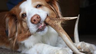 dog eating antlers