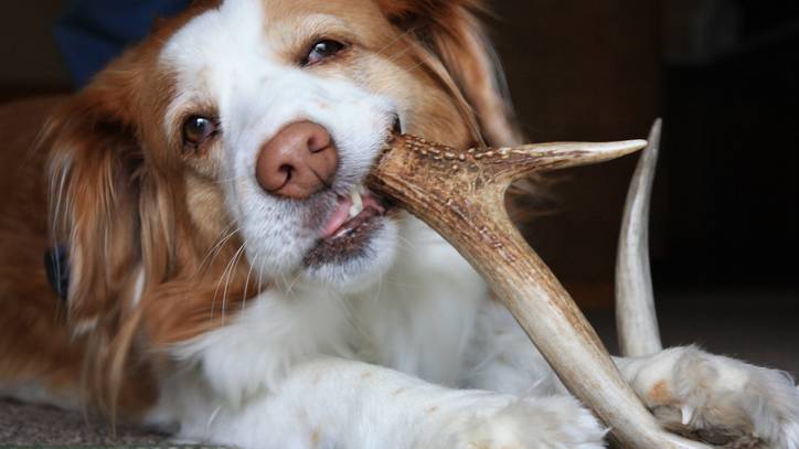 BEST VALUE! 2 Pounds Of Seasoned Whole Antler Dog Chews – Medium & Large (Deer & Elk)