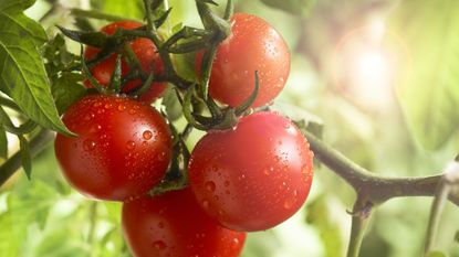 ripe tomatoes growing on the vine