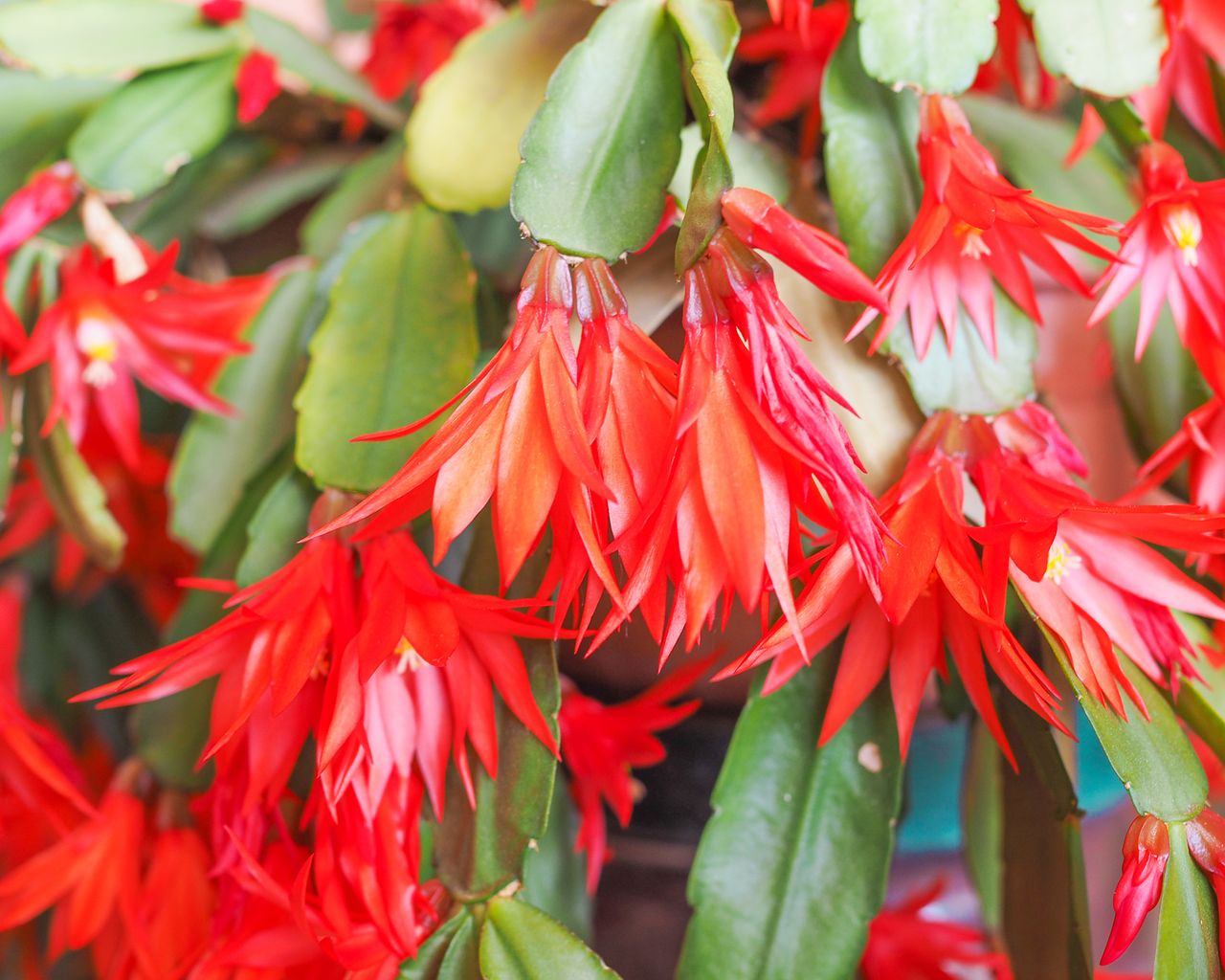 Christmas Cactus Watering Guide: How Often For Better Blooms ...