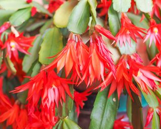 Christmas cactus with red flowers