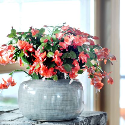 Red flowering Christmas cactus houseplant in grey pot