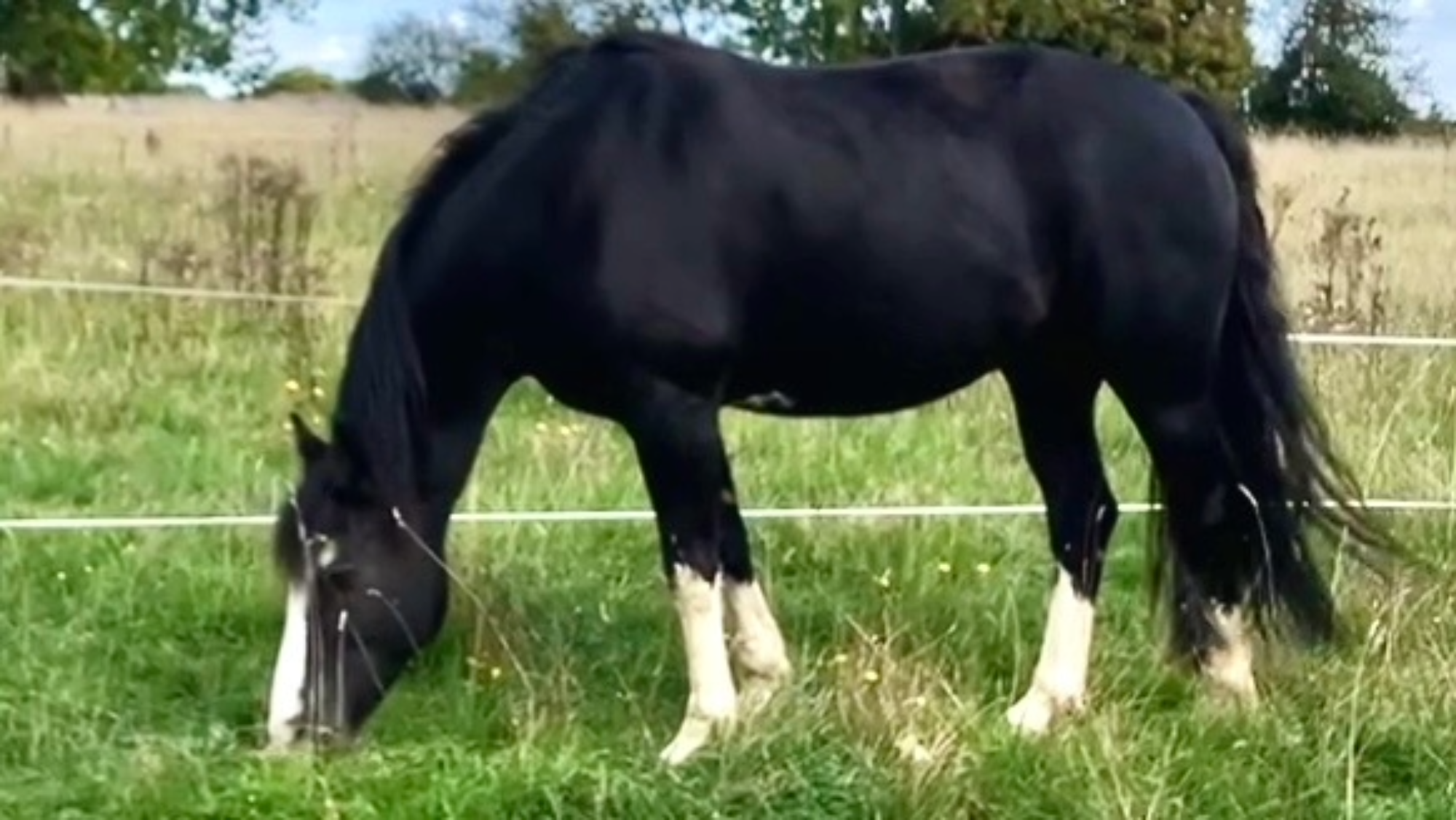 a black horse with four white socks and a blaze grazing