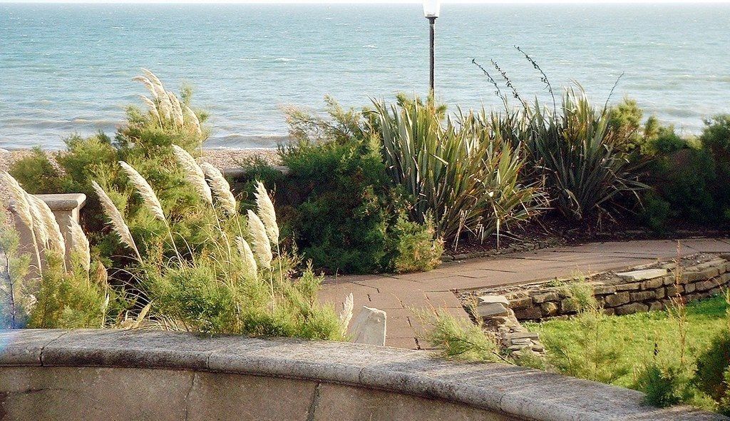 Seaside Garden Full Of Plants