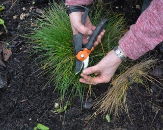 Cutting back an ornamental grass in late winter