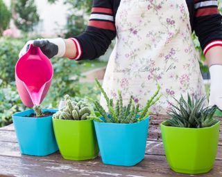 person watering succulents planted in colorful pots in a garden