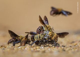 A ball of male Dawson’s burrowing bees vying for access to a female.