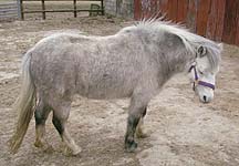 dumped-pony-babell.JPG