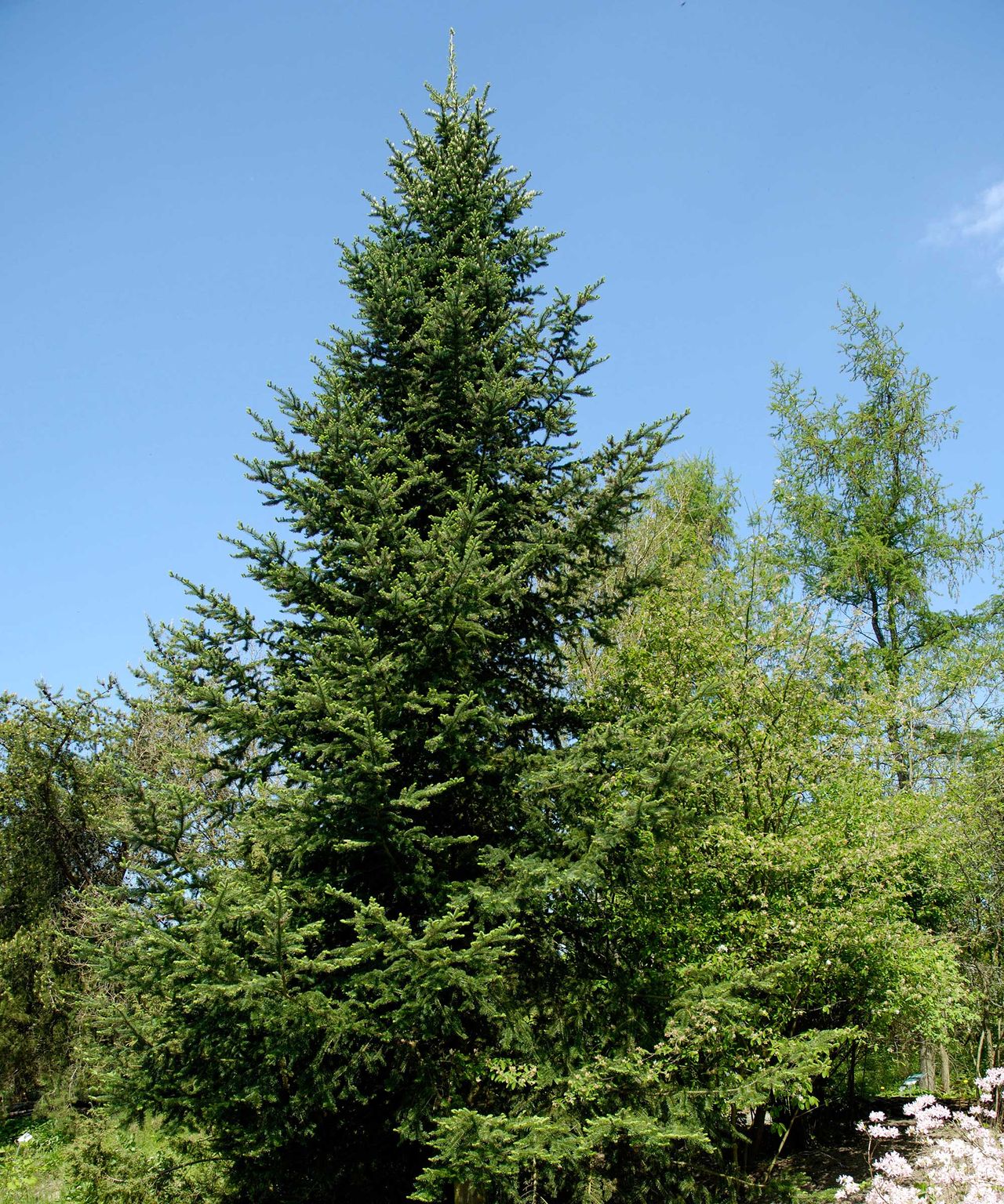 Balsam fir care and growing guide: expert tips | Gardeningetc