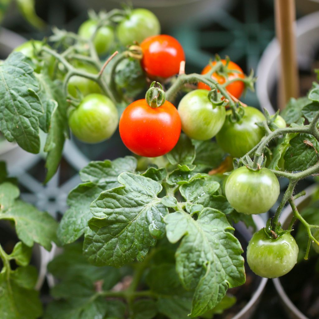 Counting Down The 7 Best Dwarf Tomatoes | Gardening Know How