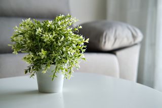 An artificial plant on a table.