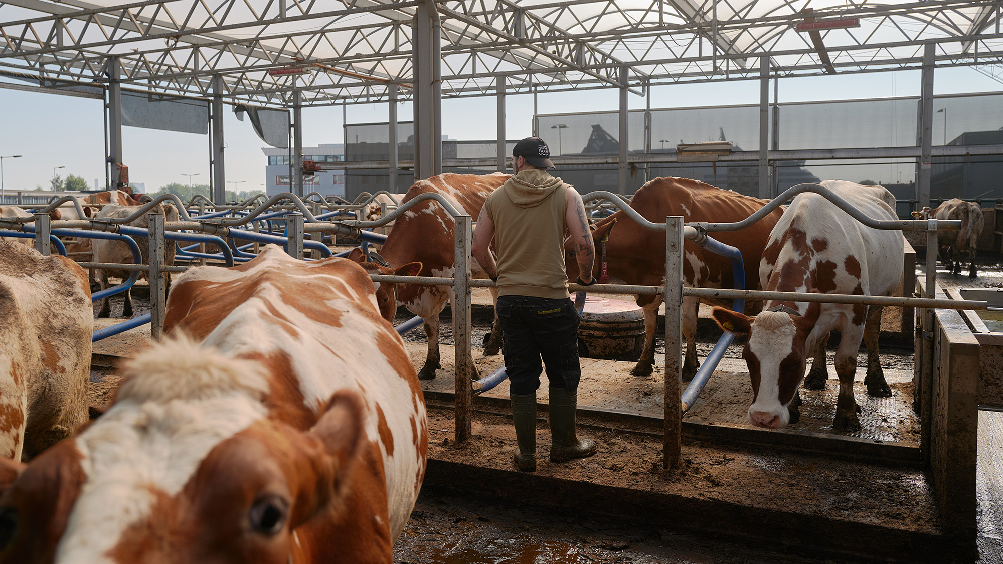 A man stands in a feedlot surrounded by brown and white cows.