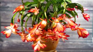 Christmas cactus in a plant pot