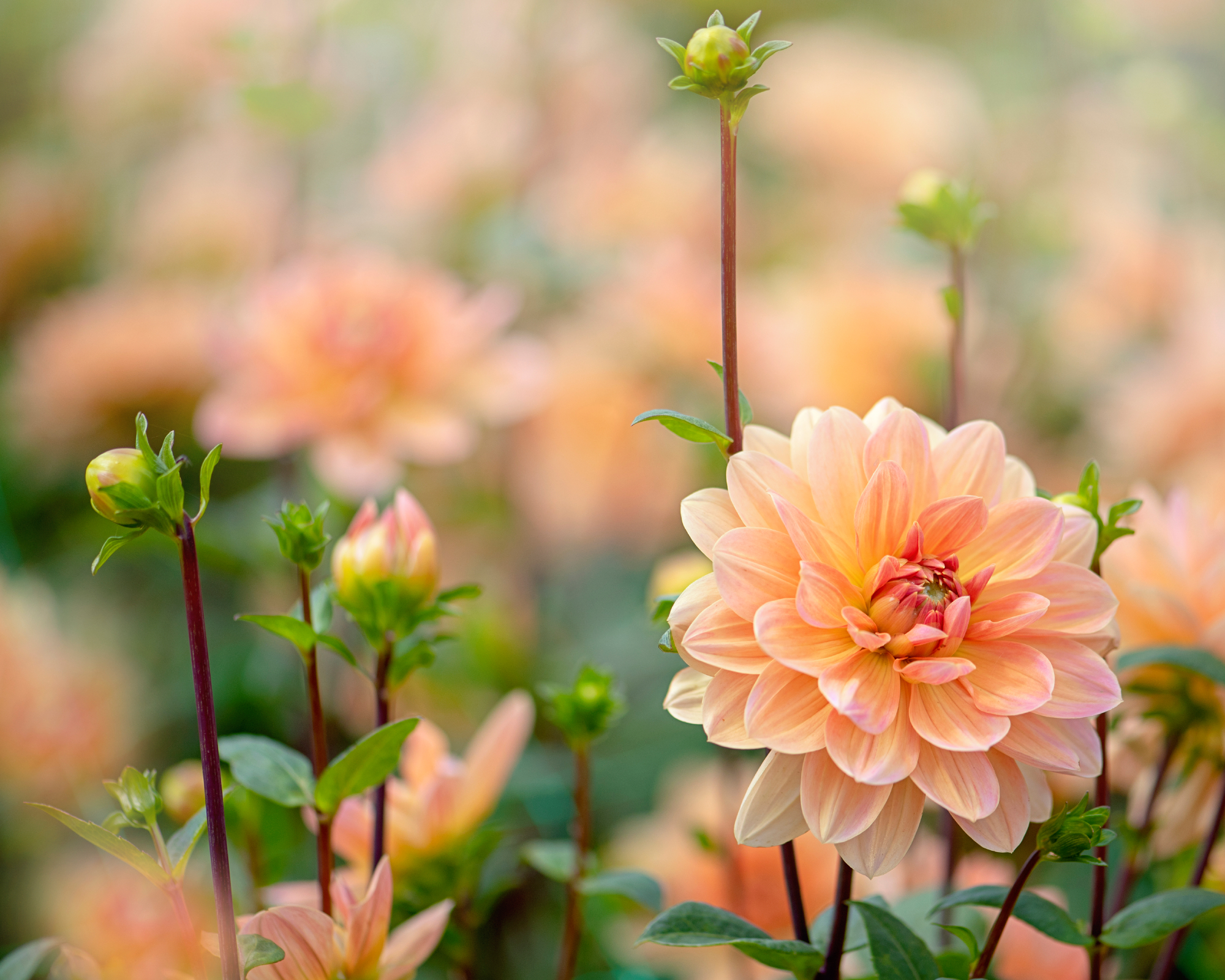apricot dahlia plant with abundant flower buds