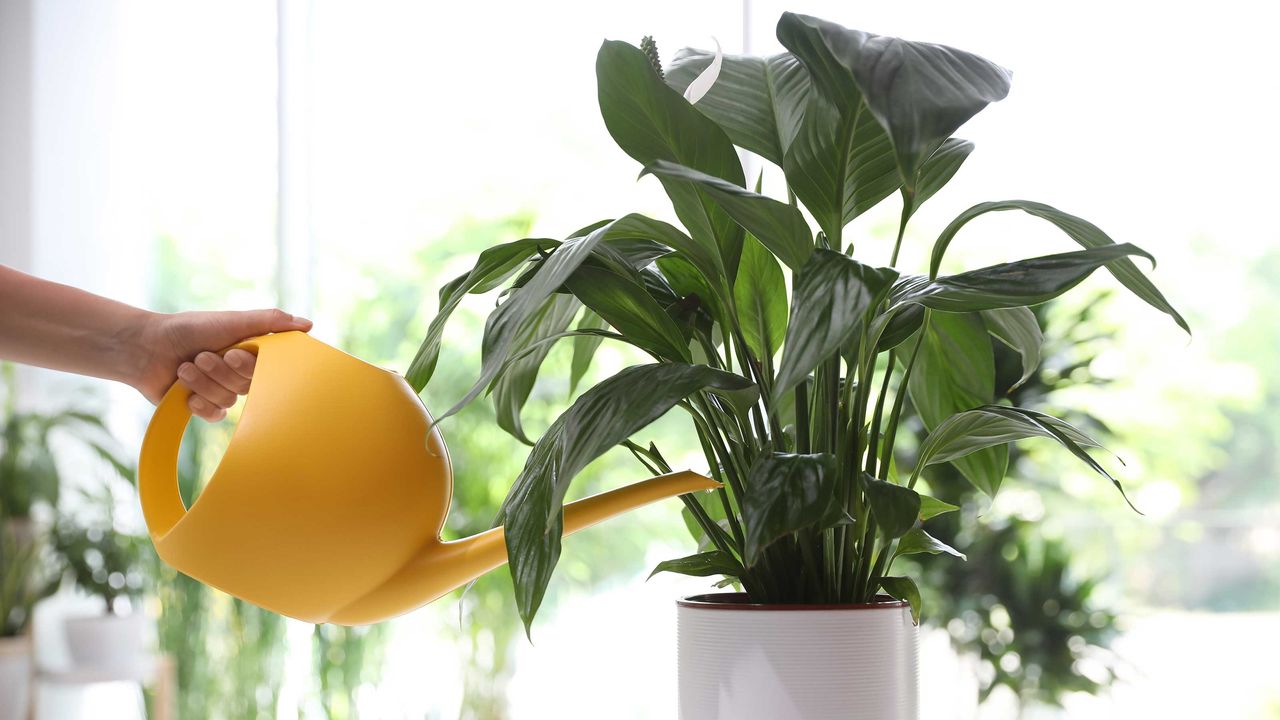 watering a peace lily