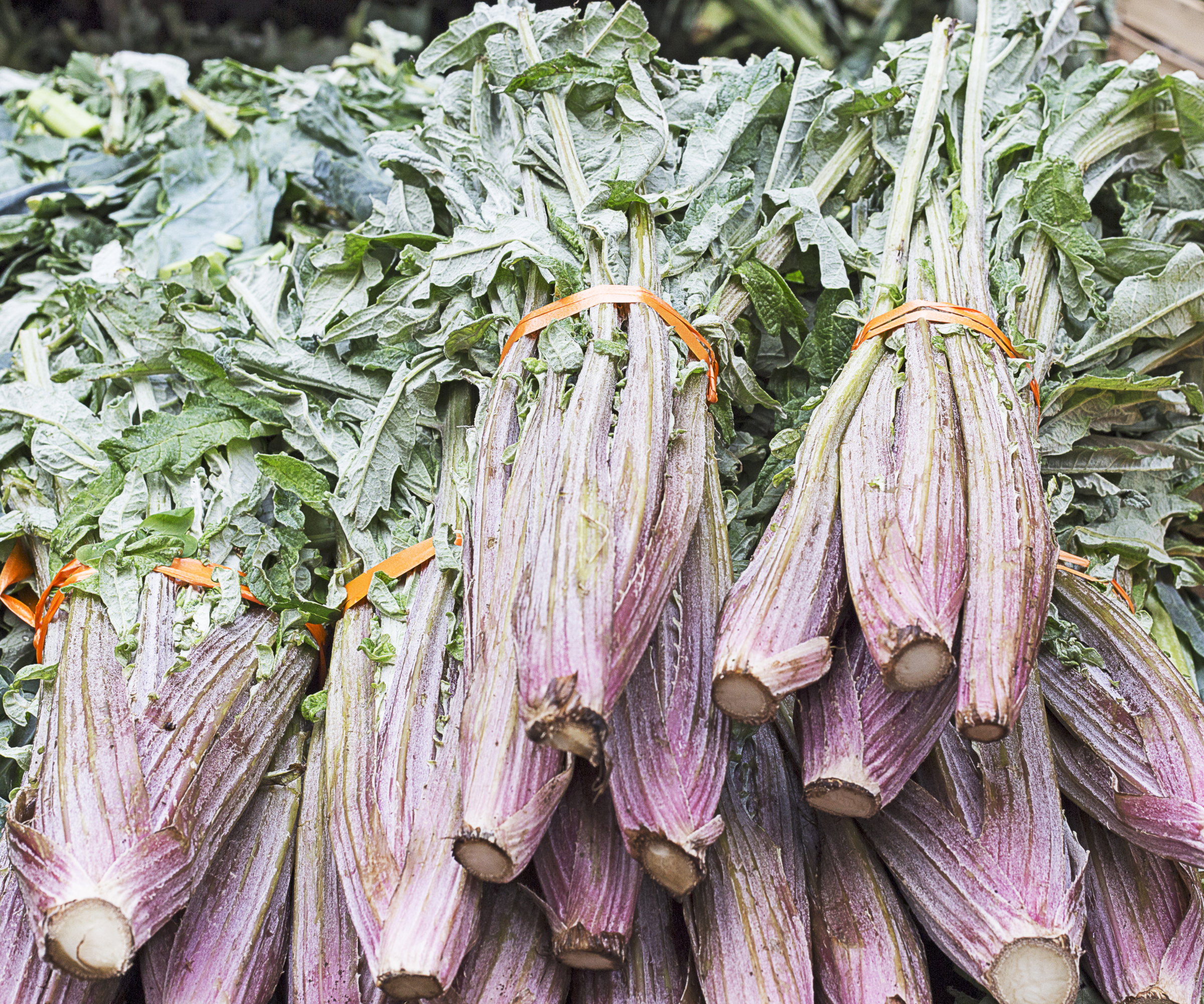 Cardoon stalks blanched and harvested