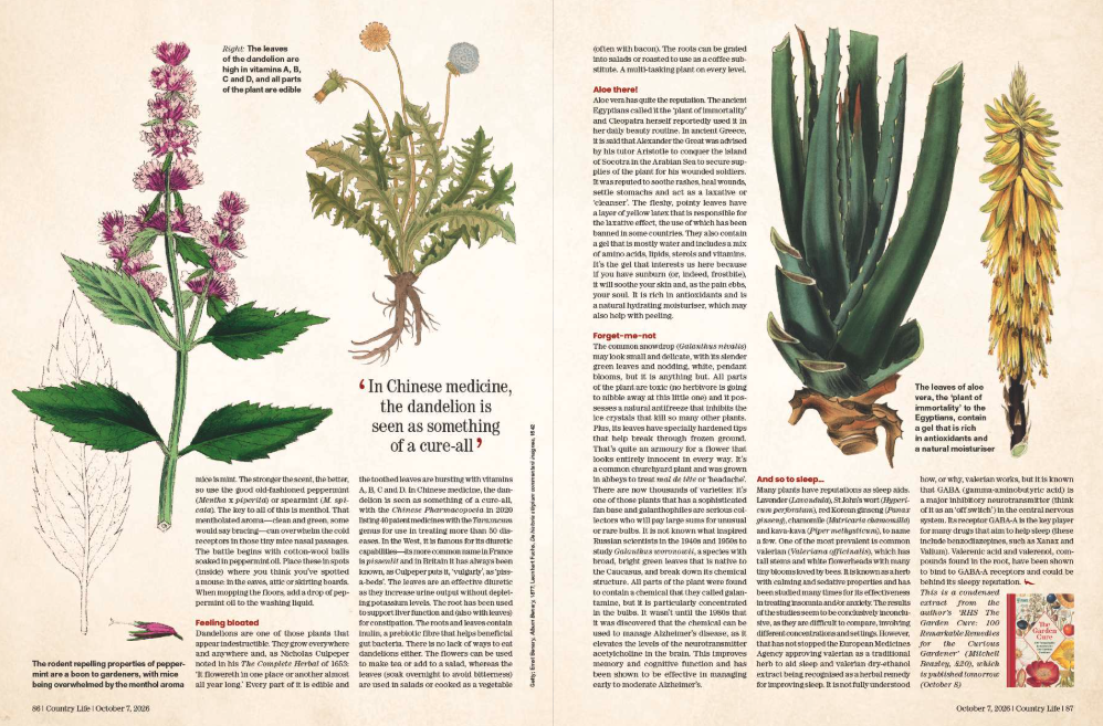 Spreads from the most recent issue of Country Life. A richer magazine you have never seen. Go and buy an issue.