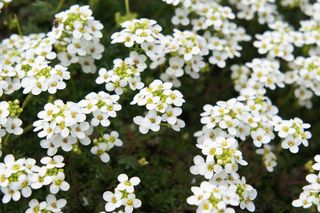 white sweet alyssum flowers