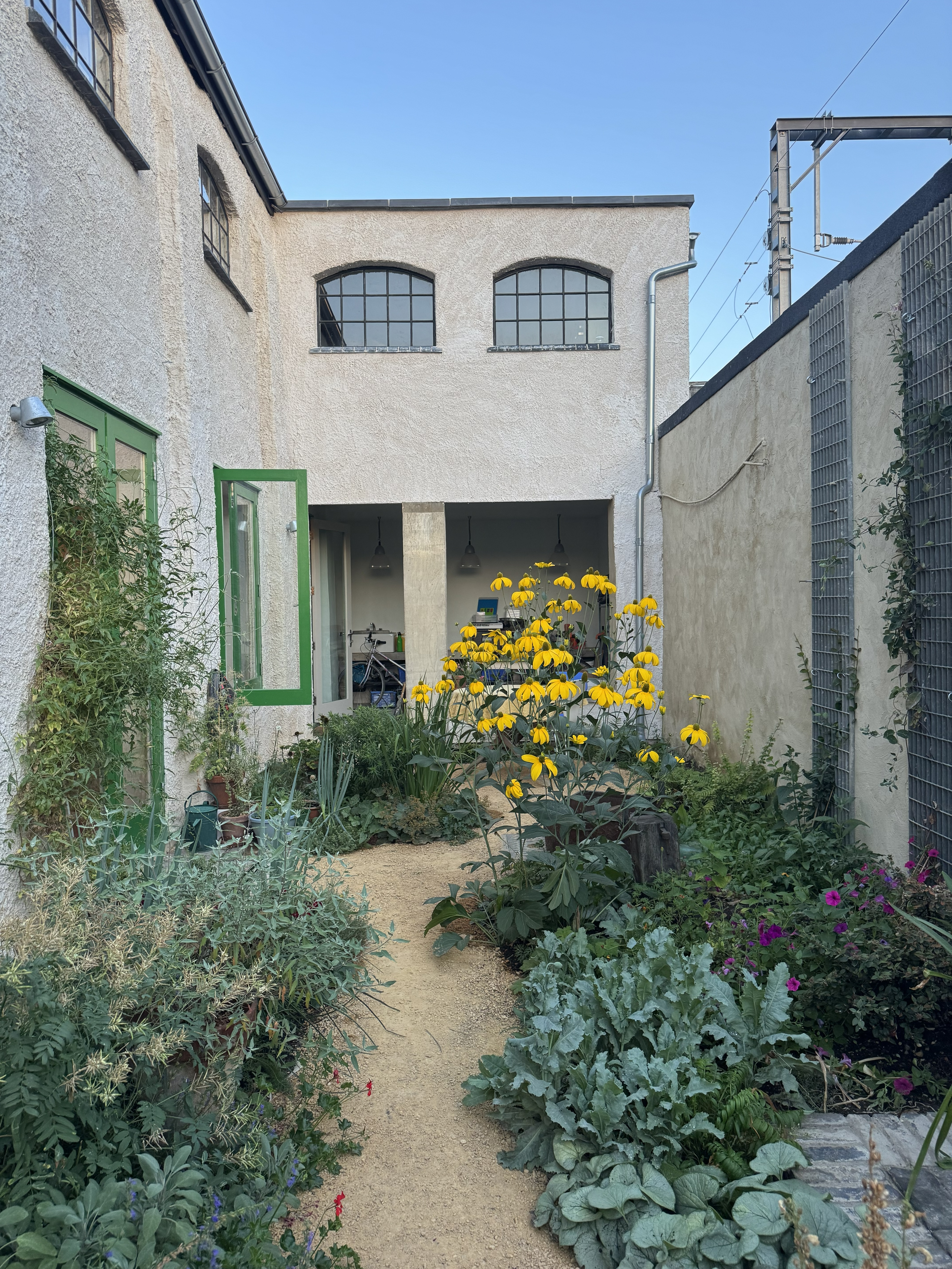 A garden with yellow flowers and verdant greenery, tucked behind a white building.