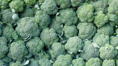 how to grow calabrese: distinctive compact green crowns of calabrese at harvest