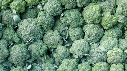 how to grow calabrese: distinctive compact green crowns of calabrese at harvest