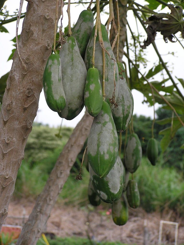 Tree With Powdery Mildew On Fruits