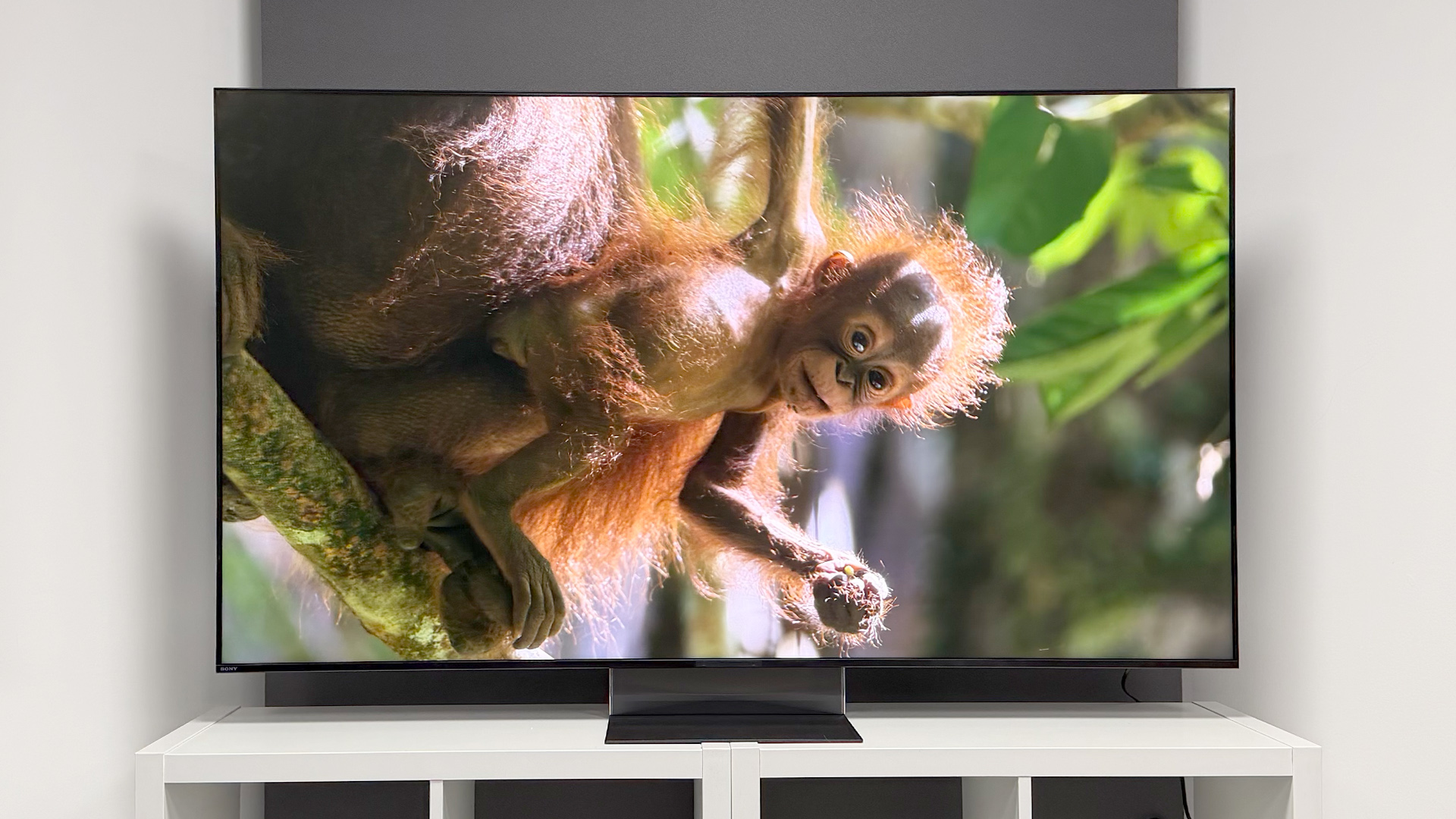 Sony Bravia 9 II RGB Mini LED TV with baby ape on screen
