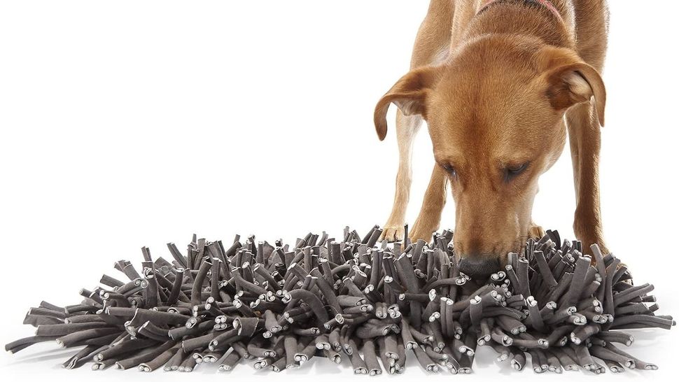 Are snuffle mats good for dogs? A vet's view | PetsRadar