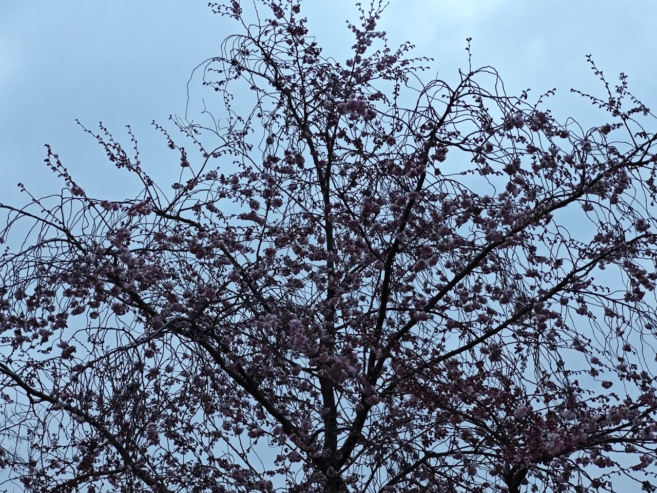 Xiaomi 14 camera