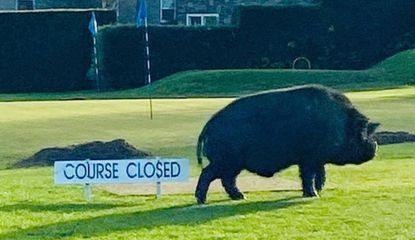 Pigs Shut Golf Course