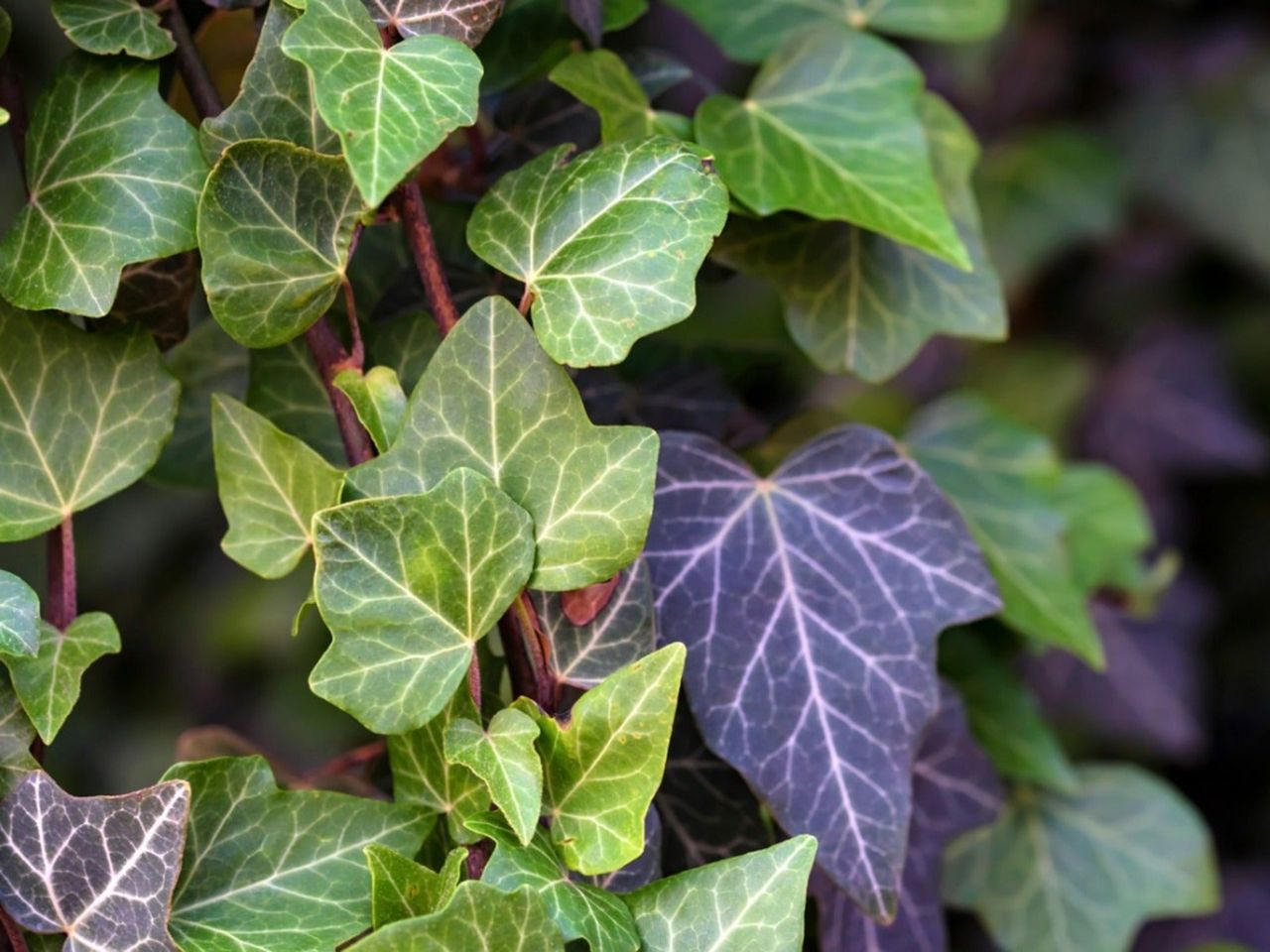 Close up of ivy vines