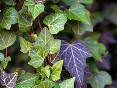 Close up of ivy vines