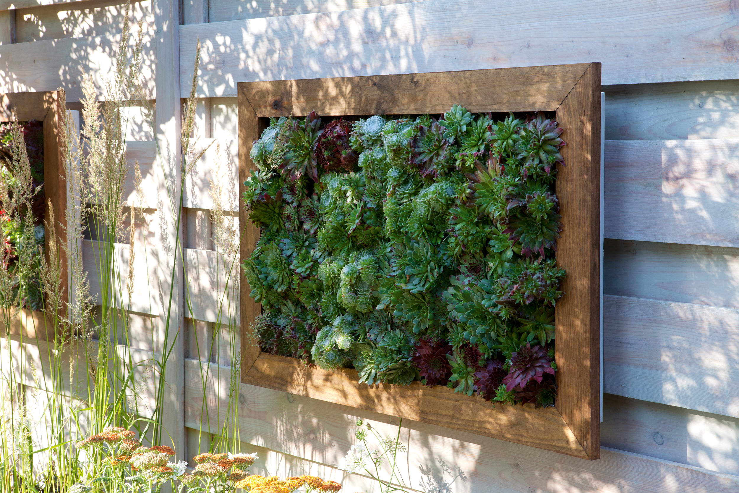 succulent frame on a garden fence