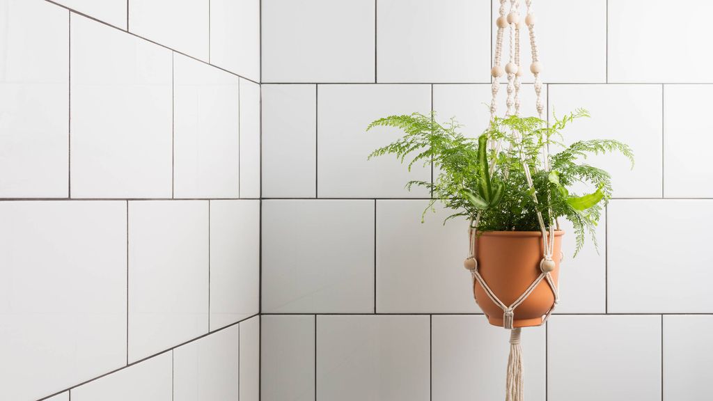 10 bathroom plants that absorb moisture and stop condensation ...