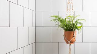 hanging fern in bathroom with white wall tiles