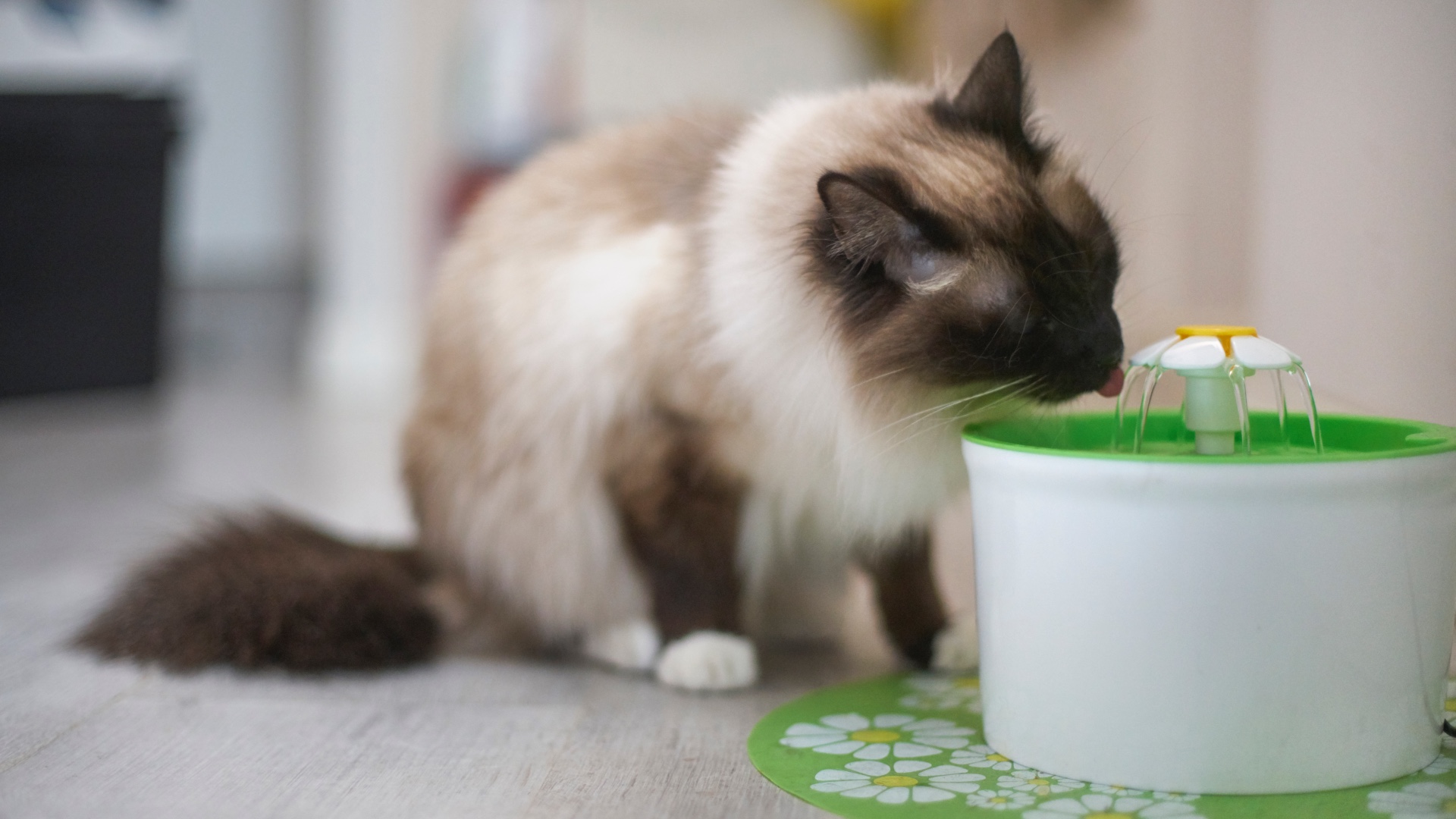 Birman cat drinking water from fountain