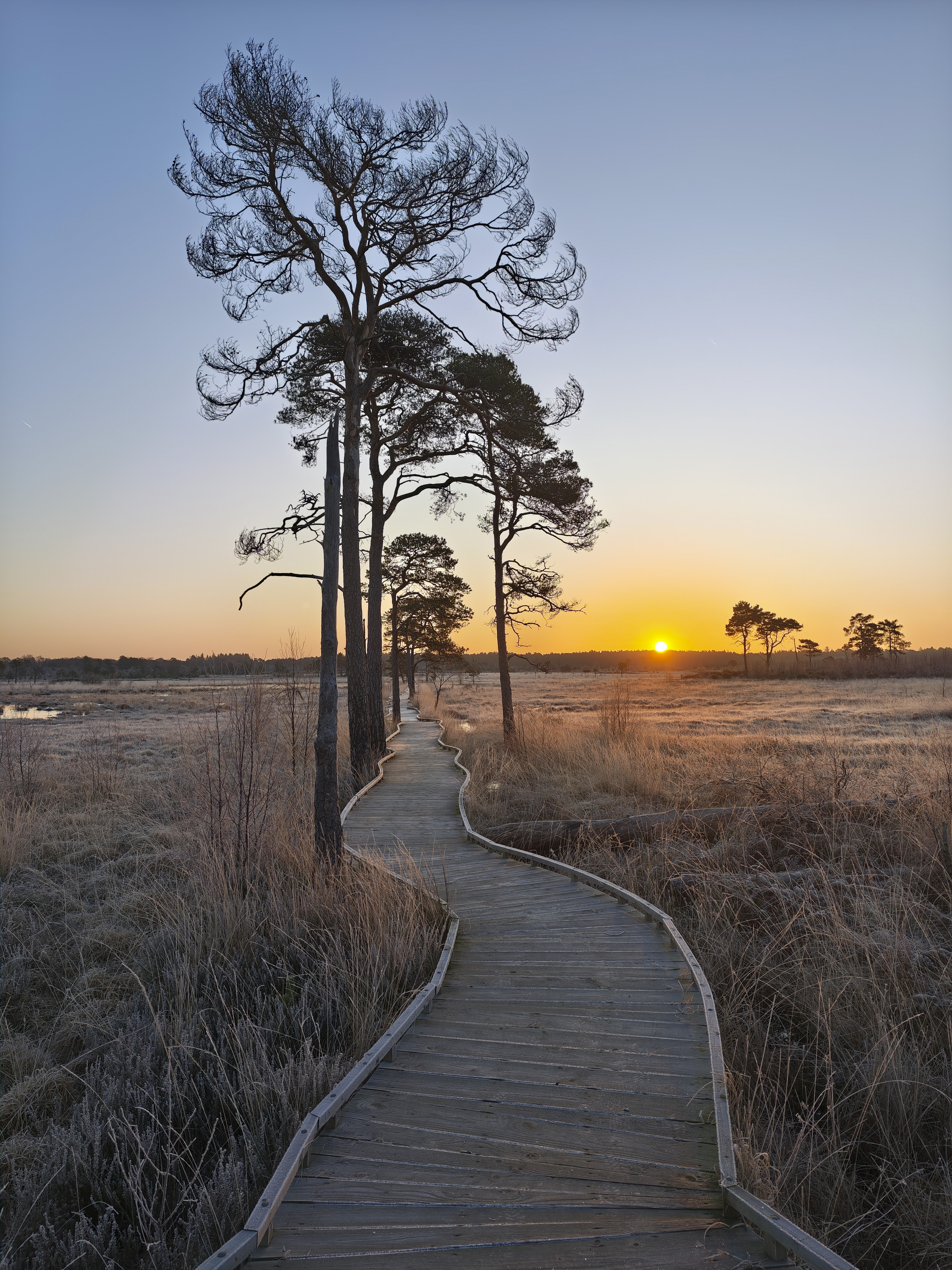 Xiaomi 15 Ultra sample photos; trees either side of a boardwalk in a common at first light