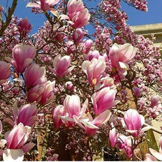 Mixed Magnolia Flower Seeds