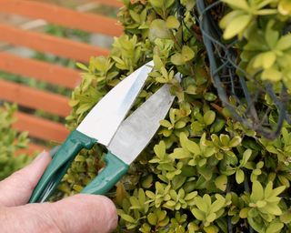 Trimming an ornamental shrub with topiary shears or clippers