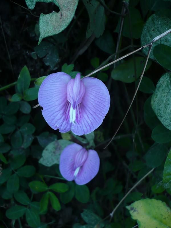 More course-side flowers