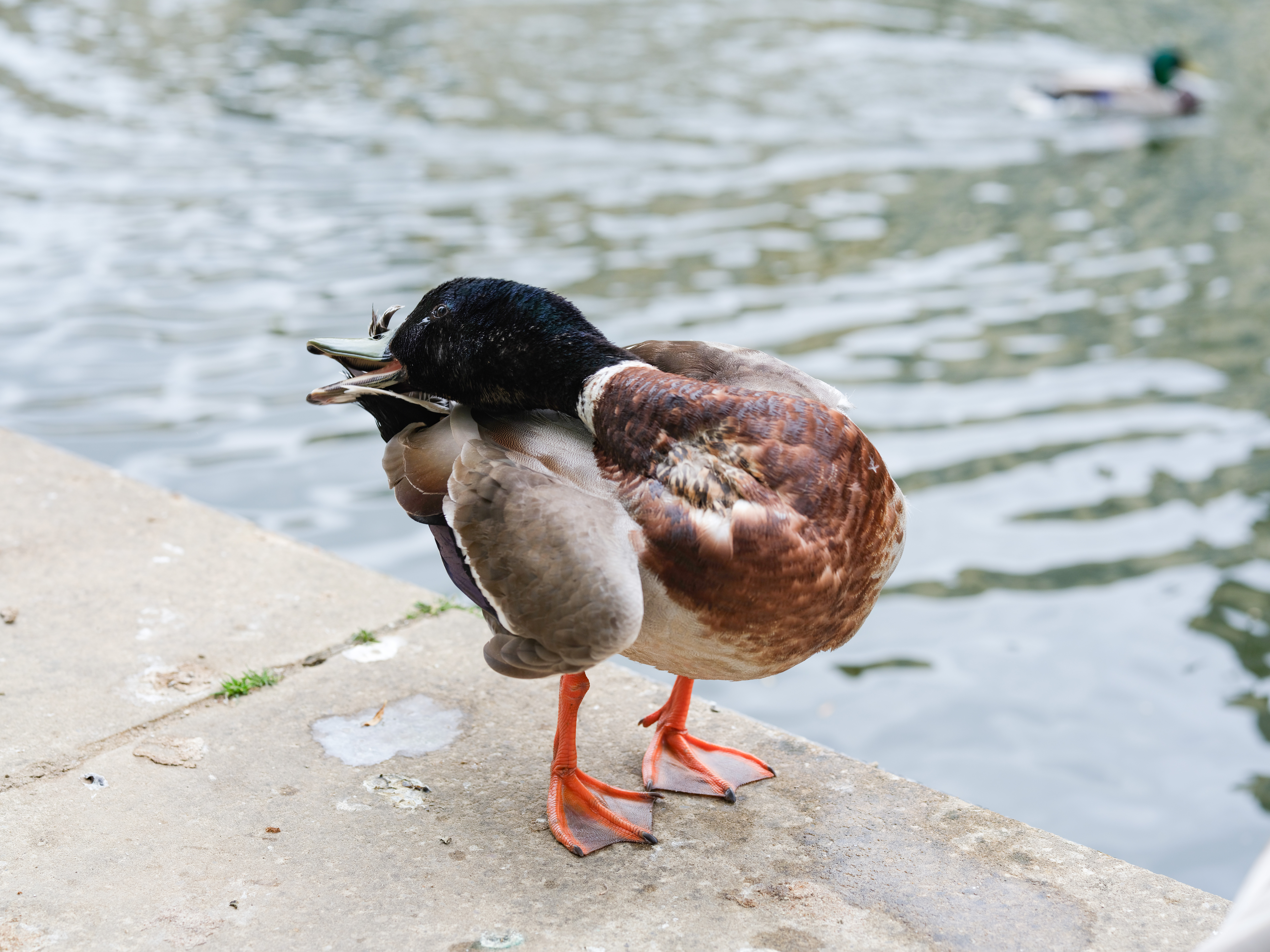 A photo of a duck cleaning itself, taken in high speed continuous drive mode on the Fujifilm GFX100 II