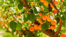 Apricots ripening on a tree