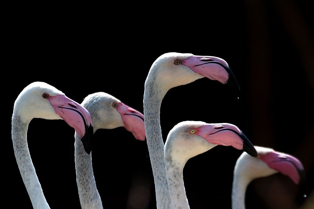 Flamingoes 