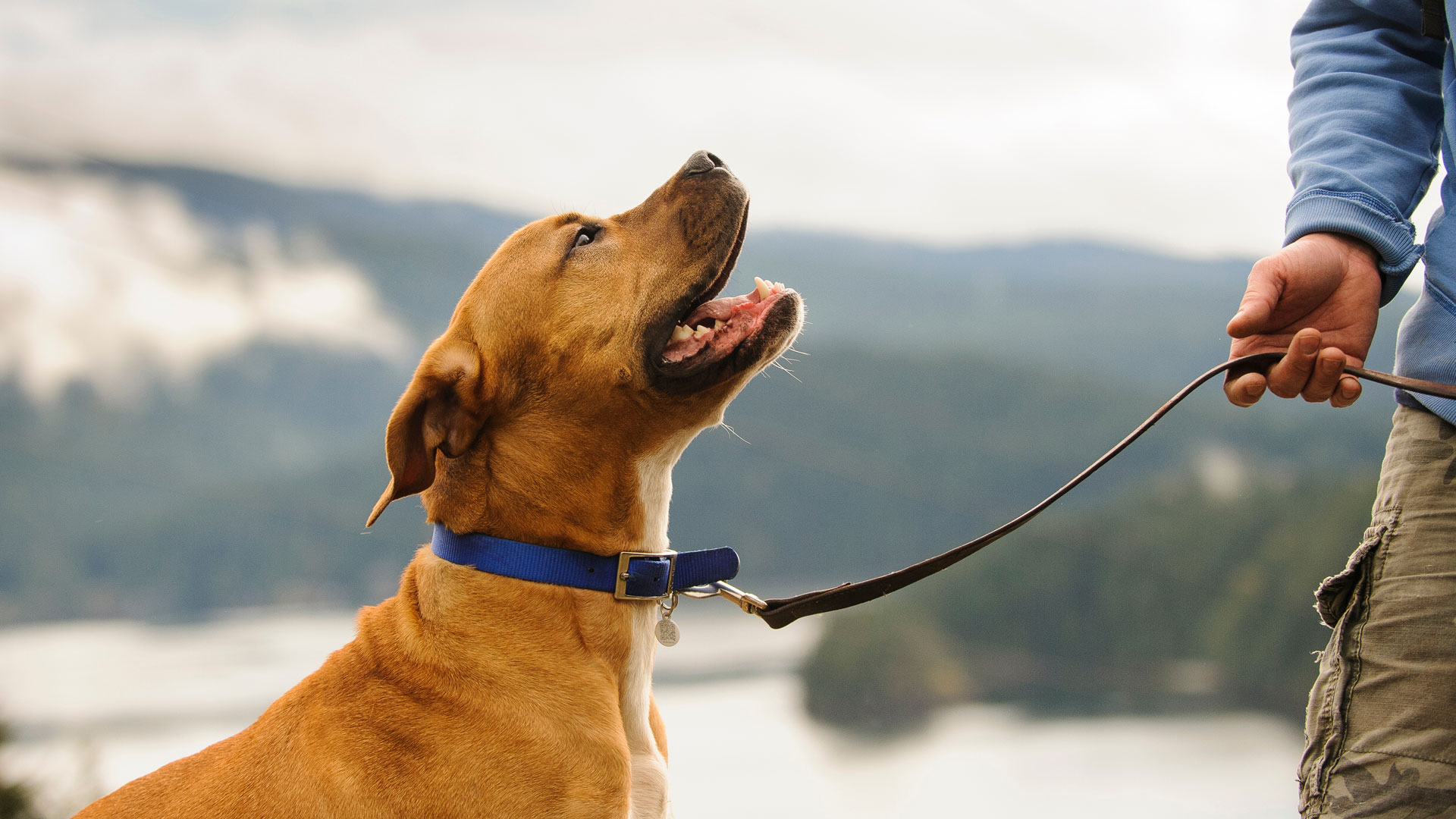 Dog trainer reveals we’ve been holding the leash wrong all this time, here’s why