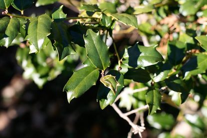 Blue Holly Shrubs