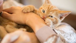 teething kitten chewing on owner’s arm
