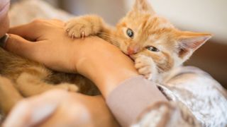 kitten biting